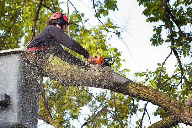 Professional Tree Removal in Henderson, NV